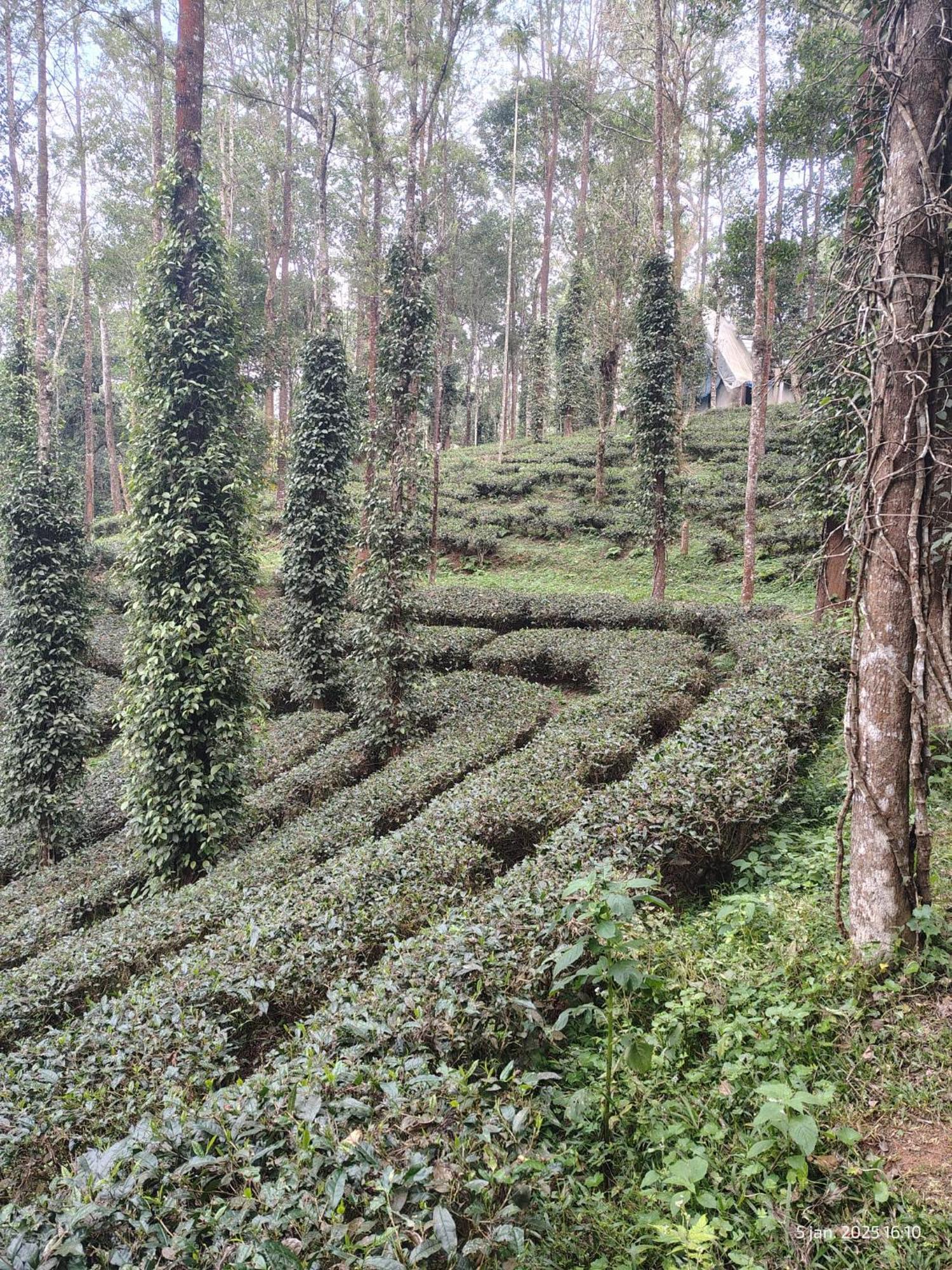 Jungle Jive Treehouse And Farm House Munnar Luaran gambar